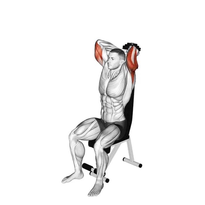 Triceps avec altère